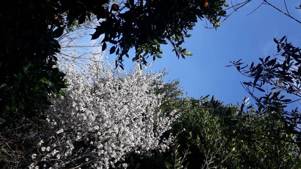 הוילה קטאניה Carrubo - Giardino In Citta מראה חיצוני תמונה